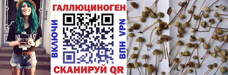 Псилоцибиновые грибы Psilocybine cubensis  Карачаевск 
